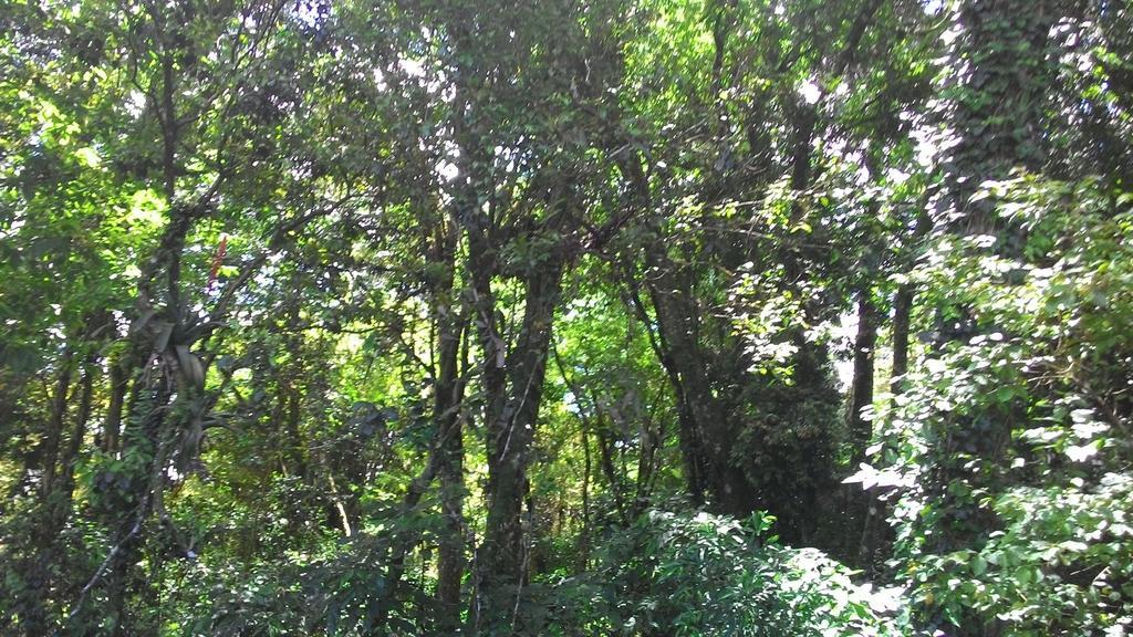 Chales Araucarias Da Serra Канела Номер фото